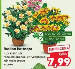 Kaufland Kocia trawa oferta