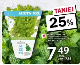 Selgros MIĘTA XXL DONICZKA oferta