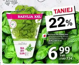 Selgros Bazylia XXL Doniczka oferta