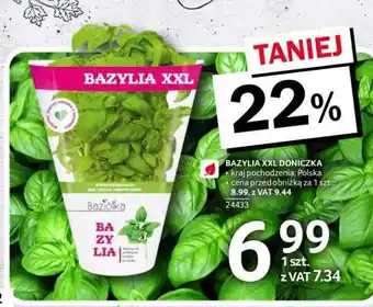 Selgros Bazylia XXL Doniczka oferta