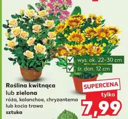 Kaufland Roślina kwitnąca lub zielona oferta