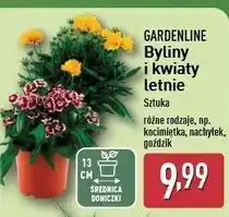 ALDI Goździk Gardenline oferta