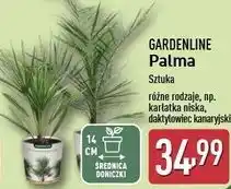 ALDI Daktylowiec kanaryjski Gardenline oferta