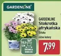 ALDI Stokrotka afrykańska don. 10.5 cm Gardenline oferta