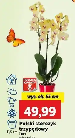 Lidl Storczyk 3-pędowy oferta