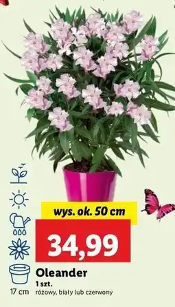 Lidl Oleander czerwony 50 cm oferta