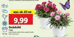 Lidl Goździk early love oferta