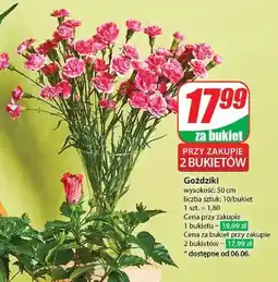 Dino Goździki oferta