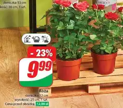 Dino Róża 12 cm oferta