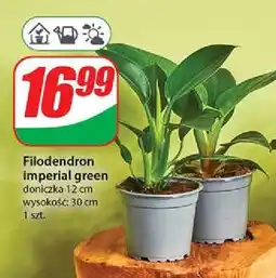 Dino Filodendron imperial green 12 cm oferta