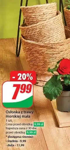 Dino Osłonka z trawy morskiej mała oferta