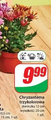 Dino Chryzantema trzykolorowa oferta