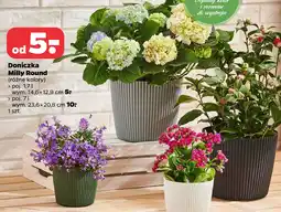 Netto Doniczka Milly Round oferta