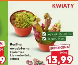 Kaufland Roślina owadożerna oferta
