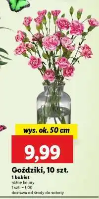 Lidl Goździki, 10 szt oferta