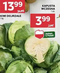 Stokrotka Market Kapusta wczesna oferta