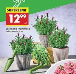 Biedronka Lawenda francuska oferta