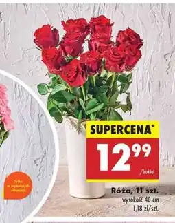 Biedronka Róża 11 szt oferta
