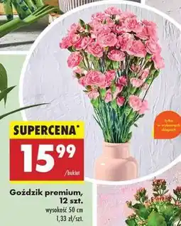 Biedronka Gozdzik premium 12 szt oferta
