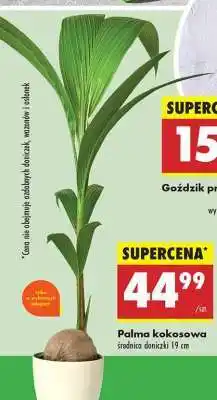 Biedronka Palma kokosowa oferta