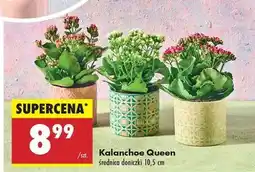 Biedronka Kalanchoe Queen oferta