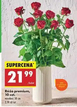 Biedronka Róża Premium 10 szt oferta