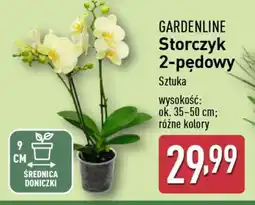 ALDI GARDENLINE Storczyk 2-pędowy oferta