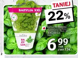Selgros Bazylia oferta