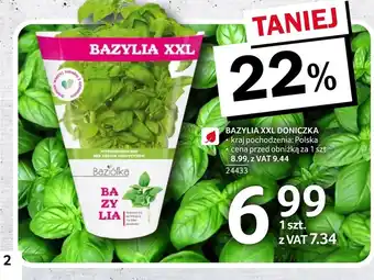 Selgros Bazylia oferta