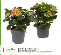 Leroy Merlin Hortensja oferta