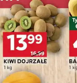 Stokrotka Optima Kiwi dojrzałe oferta