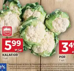Stokrotka Optima Kalafior oferta