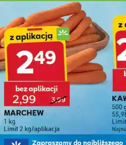 Stokrotka Optima Marchew oferta