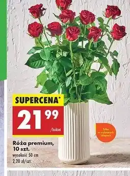 Biedronka Róże premium 50 cm oferta