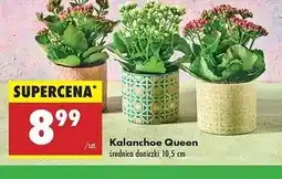 Biedronka Kalanchoe queen 10.5 cm doniczka oferta