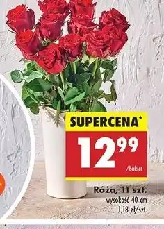 Biedronka Róża 40 cm oferta