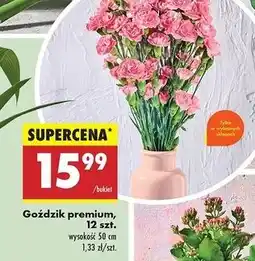 Biedronka Goździki premium 50 cm oferta