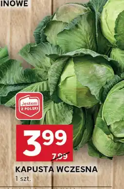 Stokrotka Kapusta wczesna 1 szt. Stokrotka oferta