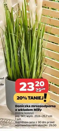 Netto Doniczka mrozoodporna z wkładem milly 14 l oferta