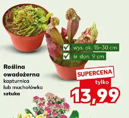 Kaufland Roślina owadożerna oferta