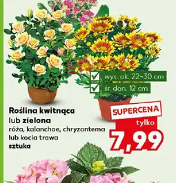 Kaufland Roślina kwitnąca lub zielona oferta