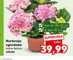 Kaufland Hortensja ogrodowa oferta