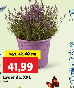 Lidl Lawenda XXL oferta