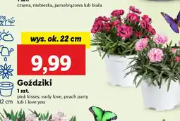 Lidl Goździki oferta