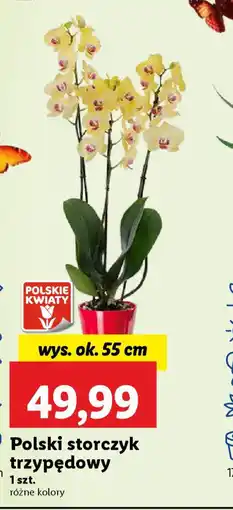 Lidl Polski storczyk trzypędowy oferta