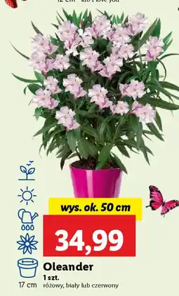 Oleander