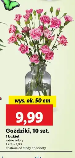 Lidl Goździki oferta