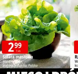 E.Leclerc Sałata masłowa oferta