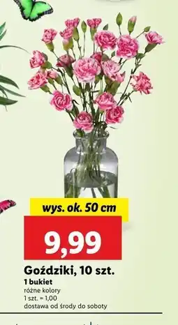 Lidl Goździki Ok oferta