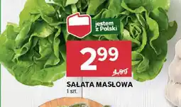 Stokrotka Sałata masłowa oferta
